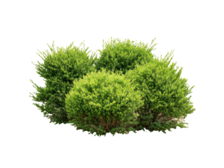 Lush green evergreen shrubs with dense foliage image, Isolated, Png Transparent Background