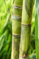 Fototapeta premium Yellow sugar cane plant or saccharum officinarum which displays sugar cane stalks containing fresh sugar cane juice which is the raw material for making granulated sugar
