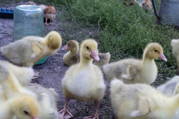 Close-up of several fluffy yellow goslings in an outdoor farm environment. Cute baby geese standing...