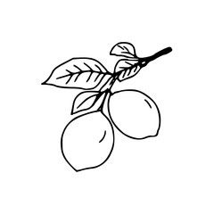 lemon branch vector drawing