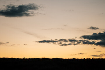 Silhouette of Kangaroos grazing in the Australian landscape at sunset