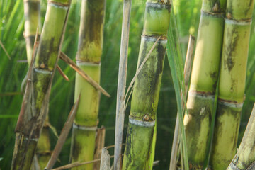 Yellow sugar cane plant or saccharum officinarum which displays sugar cane stalks containing fresh sugar cane juice which is the raw material for making granulated sugar