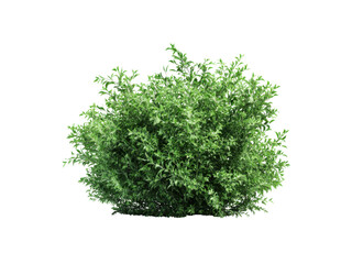 Obraz premium Lush green shrub with delicate leaves and a rounded form foliage plant, Isolated, Png Transparent Background
