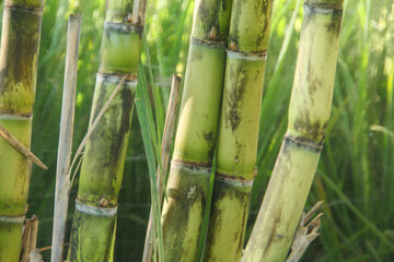 Fototapeta premium Yellow sugar cane plant or saccharum officinarum which displays sugar cane stalks containing fresh sugar cane juice which is the raw material for making granulated sugar