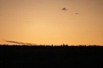 Silhouette of Kangaroos grazing in the Australian landscape at sunset