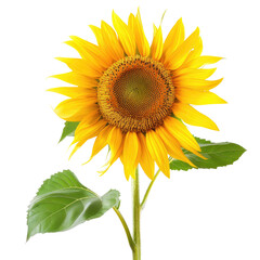 Obraz premium Vibrant sunflower with detailed petals and leaves (2)