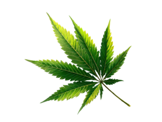 Vibrant green cannabis leaf with yellow highlights on black marijuana, Isolated, Png Transparent Background