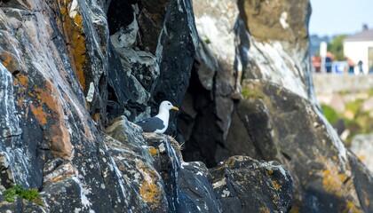 A seagull perched on a rocky cliff face
