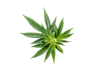 Green cannabis leaf isolated on black background marijuana plant, Isolated, Png Transparent Background