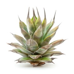 Agave plant, light gray-green, spiky