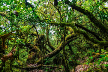 tree in the forest - ป้าโบราณ