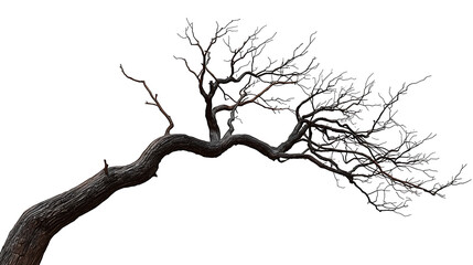 Obraz premium A single, dry, leafless tree with a twisted trunk, dark gnarled branches, and realistic wood texture on the trunk, growing at a strong horizontal angle.