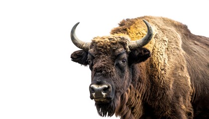 Close-up of a large bison head