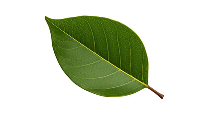 Obraz premium Feuille