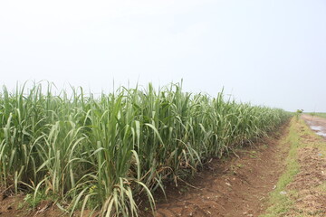 Cirebon, Jawa Barat Indonesia : 08.08.2025 : sugarcane plantations