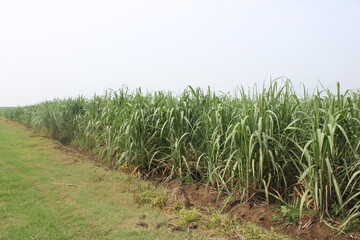 Cirebon, Jawa Barat Indonesia : 08.08.2025 : sugarcane plantations