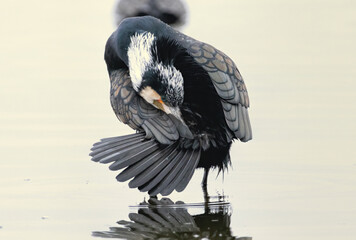 Great Cormorant (Phalacrocorax carbo) in natural habitat