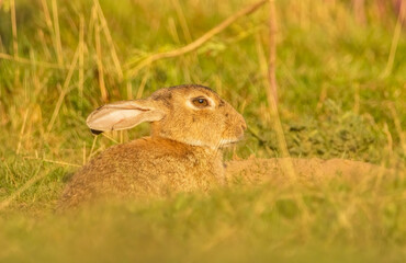 Portrait of a wild rabbit in Bushy Park Surrey UK