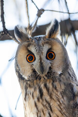 Long-eared Owl (Asio otus) sitting on a branch