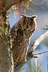 Long-eared Owl (Asio otus) sitting on a branch