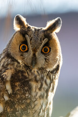 Long-eared Owl (Asio otus) sitting on a branch