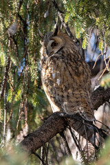 Long-eared Owl (Asio otus) sitting on a branch