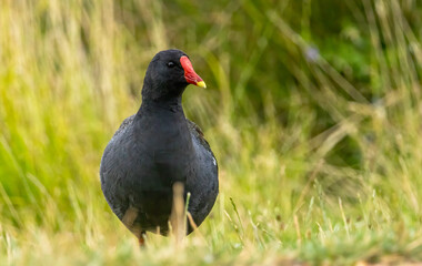 Common Moorhen in natural park in London, UK