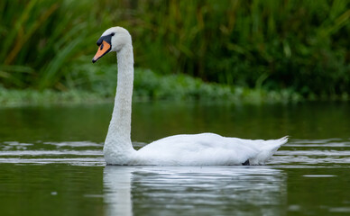 Mute swan in a natural habitat