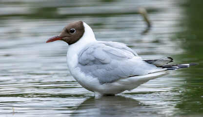 Black-headed Gull (Chroicocephalus ridibundus) in a natural habitat