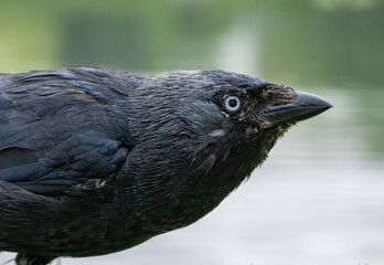 Jackdaw (Corvus monedula) in a natural habitat
