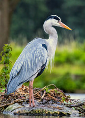 Grey Heron (Ardea cinerea) in a natural habitat
