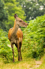 Red deer (Cervus elaphus) in Richmond park, London, UK