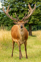 Red deer (Cervus elaphus) in Richmond park, London, UK