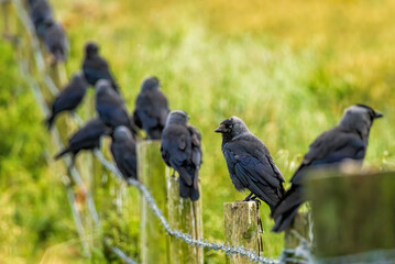 Jackdaw (Corvus monedula) in a natural habitat