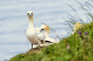 Northern Gannet on breeding rocks of Bempton cliffs, UK