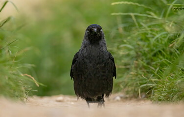 Jackdaw (Corvus monedula) in a natural habitat