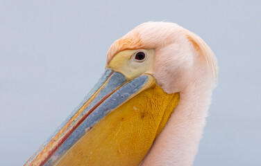 White Pelican of Kerkini Lake