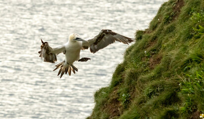 Northern Gannet on breeding rocks of Bempton cliffs, UK