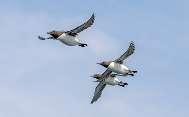 Obraz premium Guillemot on the cliffs in RSPB Bempton Cliffs reserve