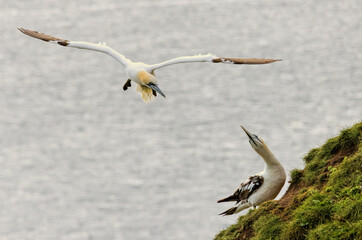 Northern Gannet on breeding rocks of Bempton cliffs, UK