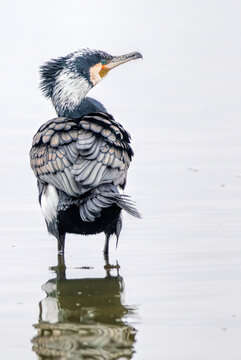 Great Cormorant (Phalacrocorax carbo) in natural habitat