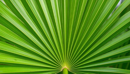 Fototapeta premium Close-up of vibrant green palm fronds