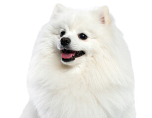 white pomeranian puppy