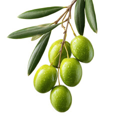 Green olives hanging from a branch, showcasing their fresh and vibrant appearance in natural light