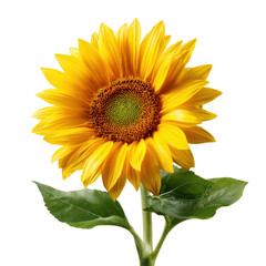Fototapeta premium Bright yellow sunflower with green center and leaves against black petals, Isolated On White, Png Transparent, Cut Out