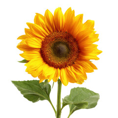 Obraz premium Vibrant yellow sunflower with green leaves against a dark background orange brown, Isolated On White, Png Transparent, Cut Out