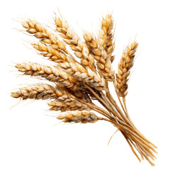 Golden wheat stalks tied together with a black background grain yellow, Isolated On White, Png Transparent, Cut Out