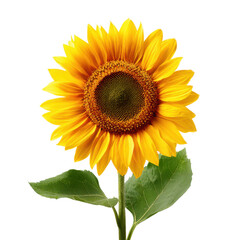 Fototapeta premium Vibrant yellow sunflower with green leaves against a stark black background petals center, Isolated On White, Png Transparent, Cut Out