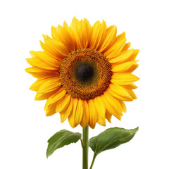 Fototapeta premium Vibrant yellow sunflower with dark center and green leaves against black background petals, Isolated On White, Png Transparent, Cut Out
