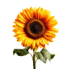 Obraz premium Vibrant sunflower bloom with dark center and green leaves against black yellow orange, Isolated On White, Png Transparent, Cut Out